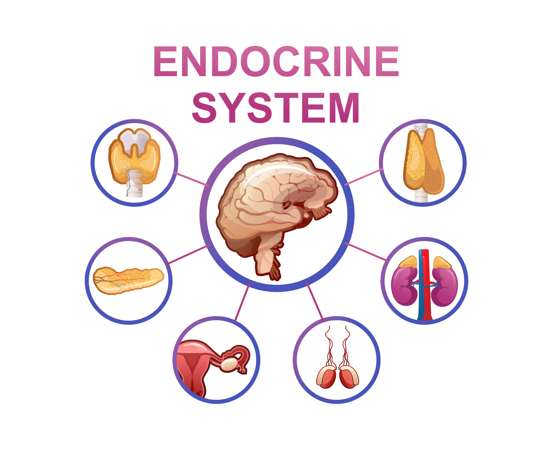 iStock 1290745037 endocrinologia